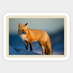 For Fox Sake Sticker